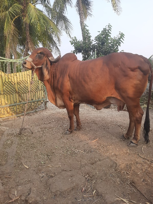 ગીર ગાય  બીજુ...