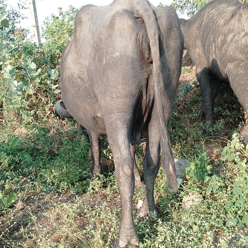 ભેંસ વેચવાની છે