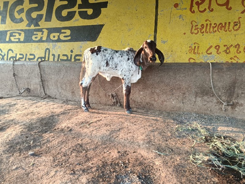 ગીર ગાય વાછરડી...