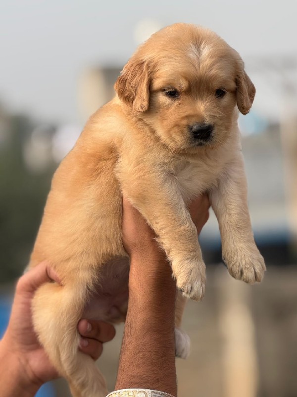 Golden Retrieve...