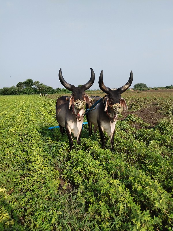 બળદ વેસવાના છે