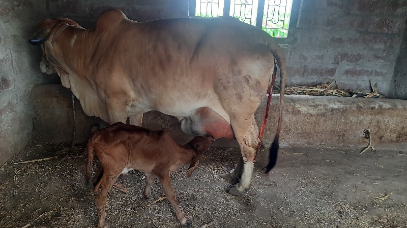 ગીર ગાય વેચવાની...