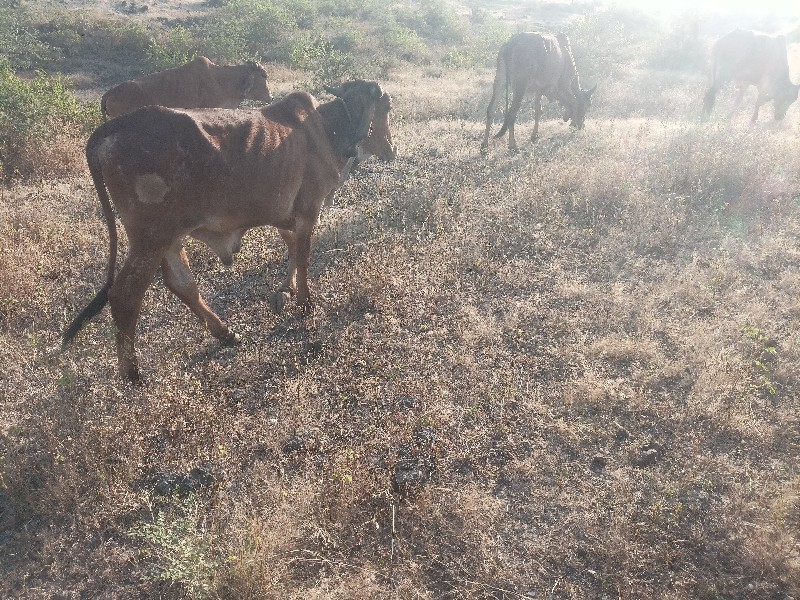 ગોઢલો વેચવાનો છ...