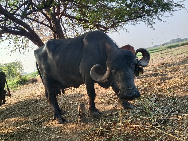 ભેંસ સારી છે