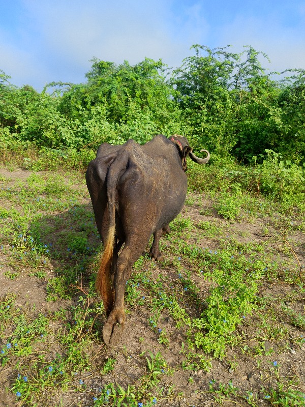 ભેશું વેચવાની છ...