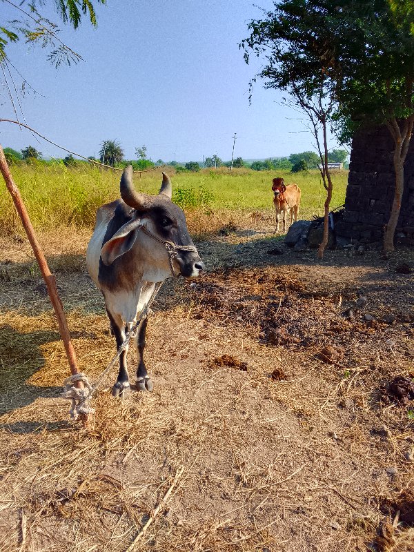 ગાય વેચવાની છે