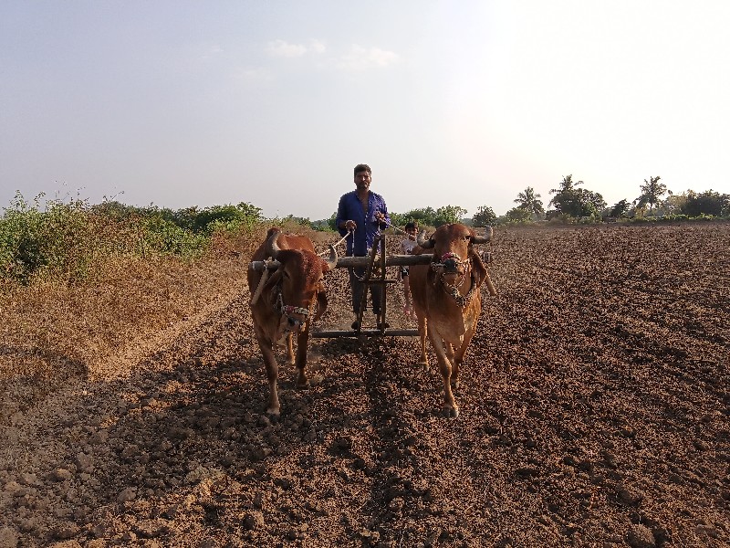 બળદ વેચવાના છે