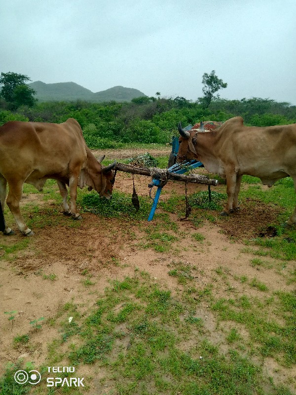 બળદ ગઢડા વેચવાન...