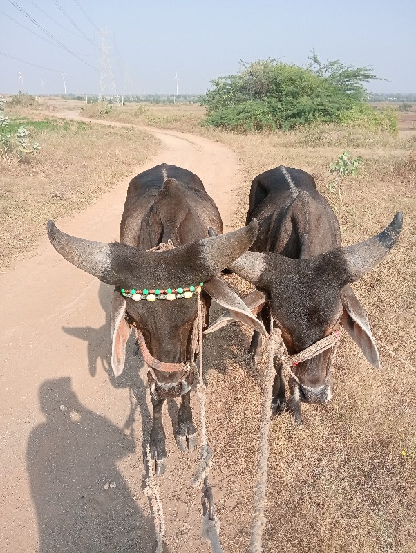 બળધ ગોઢલા વેસવા...