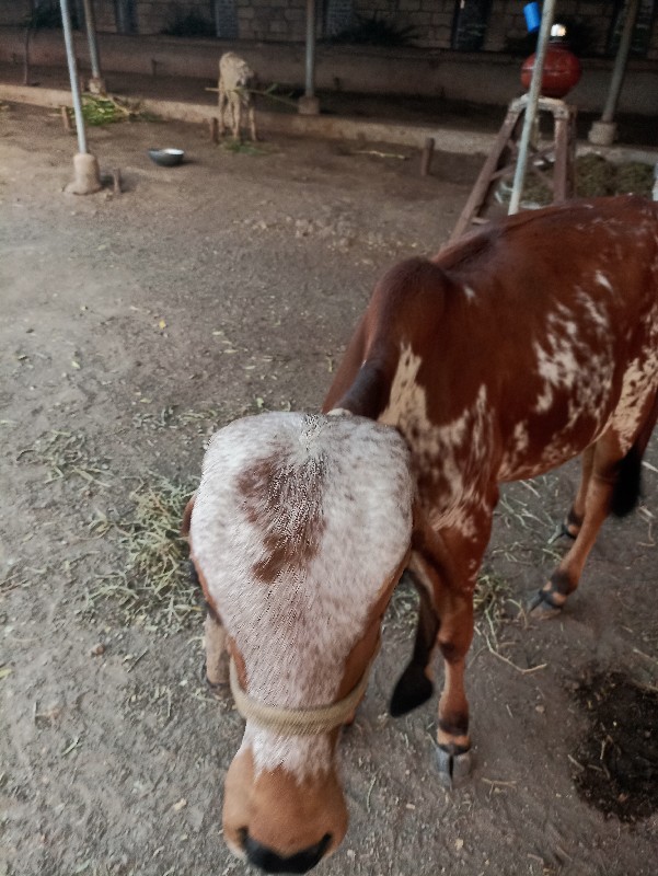 વાસડી વેસવાનીસે...