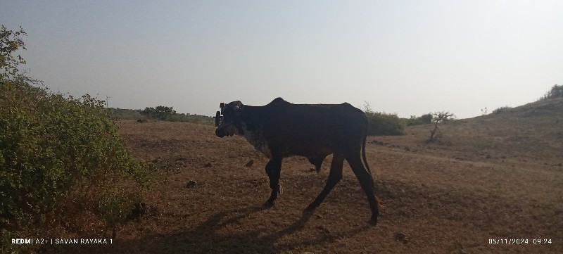 બળદ વેચવાનો છે...