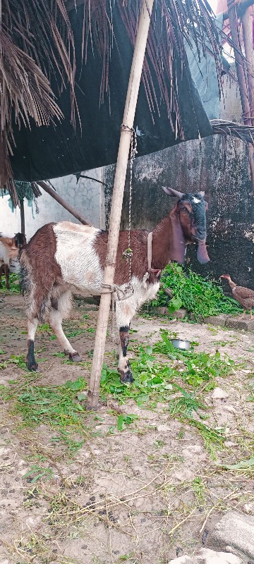 બકરી.વેચવાની.સે