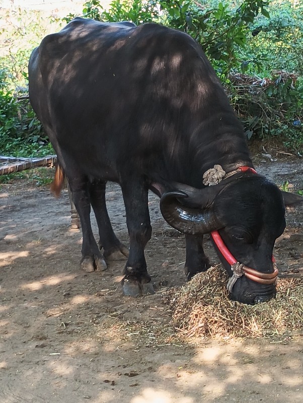 બીજા વેતરમાં ખડ...