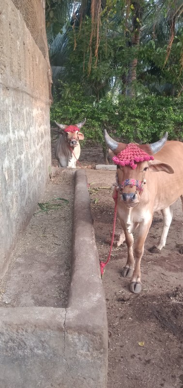 ગોઢલા  વેચવાના...