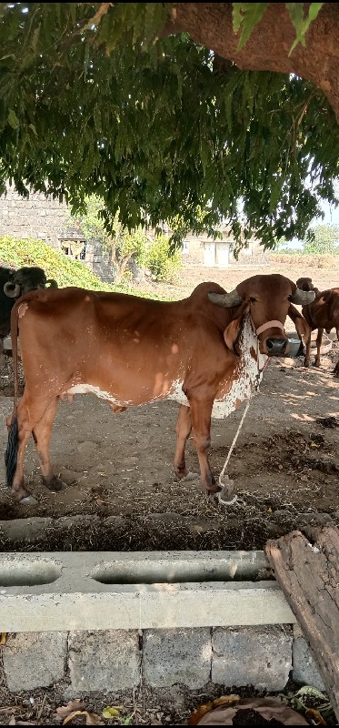 પેલું વેતર કાબર...