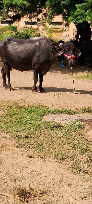 ભેંસ વેચવાની છે...