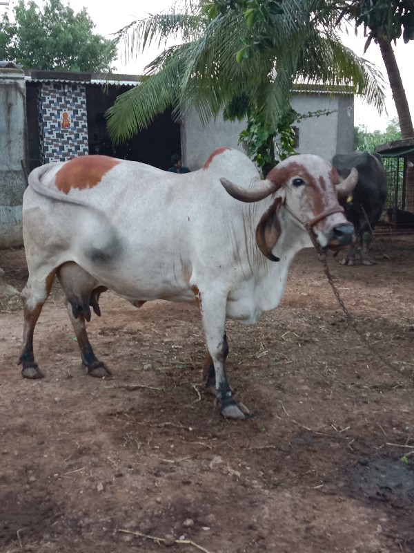 ગાય વેચવાની છે