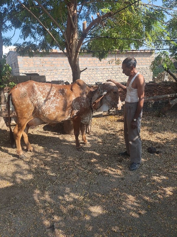 ગીર ગાય