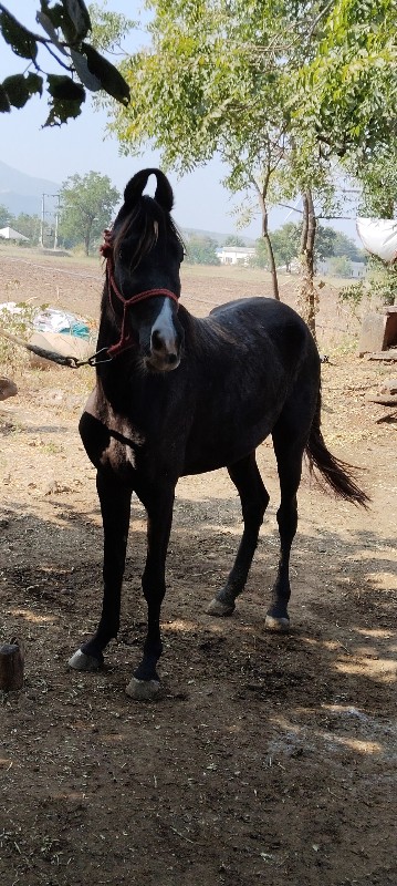 વછેરી વેચવાની છ...