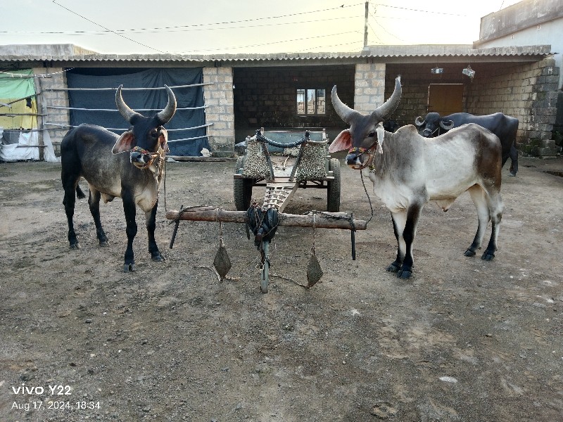 ગોઢલા વેચવાના છ...