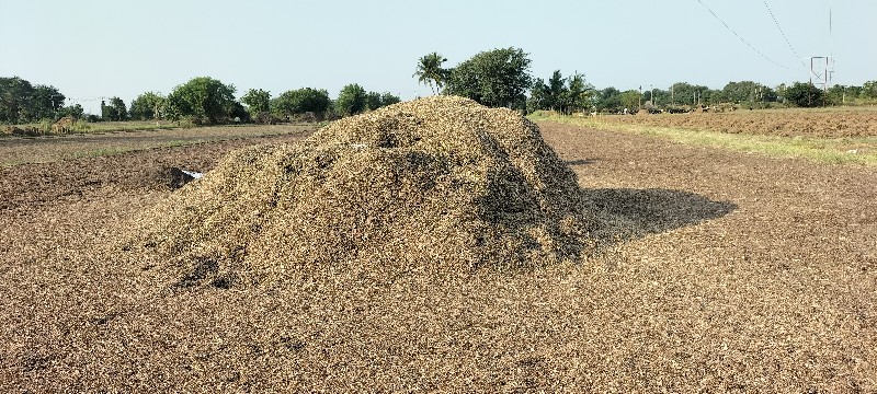 માંડવી નો પલો અ...