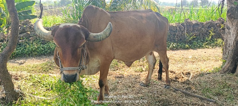 બળદ વેસવાના સે