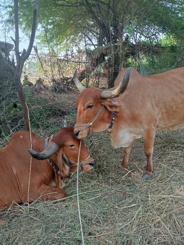 બળદ વેચવાના છે