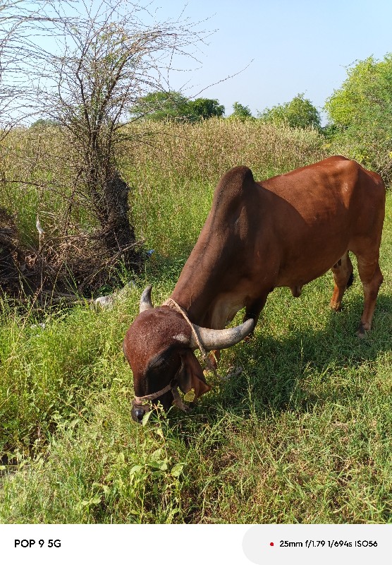 ગાય વેશવા નીં છ...