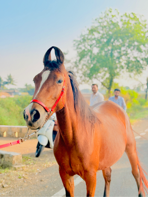 સાટા પન કરવા છે