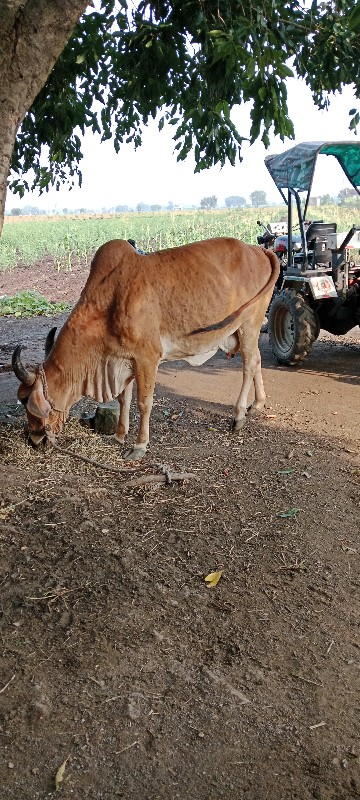 ગાય વેચવાની છે