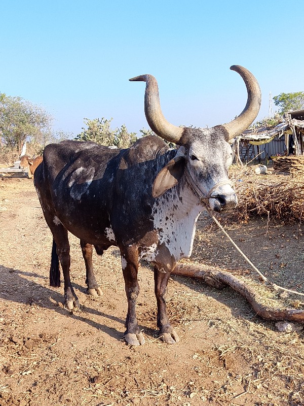 આ બે બળદ વેચવાન...