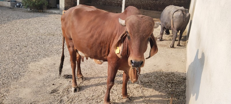 ગીર ગાય વેસવની...