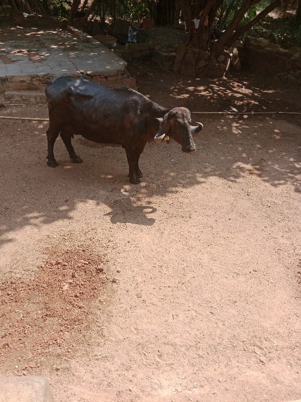 આ ભેંશ વેચવા ની...