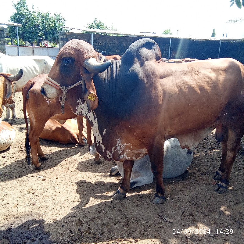 ઘણખીટવેચવાનો છે