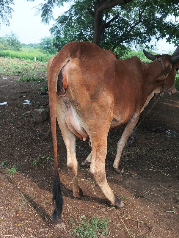 ગાય વેચવાની છે