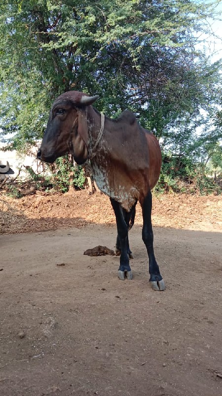 આ વાછડીયુ વેચવા...