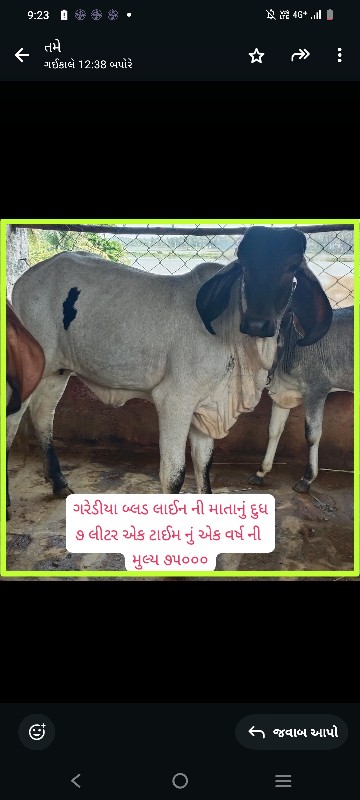 ગીર કાંકરેજ વાછ...