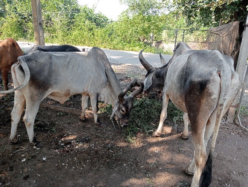 ગોઢલા વેચવાના છ...