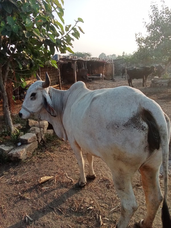 ગાય વેચવાની