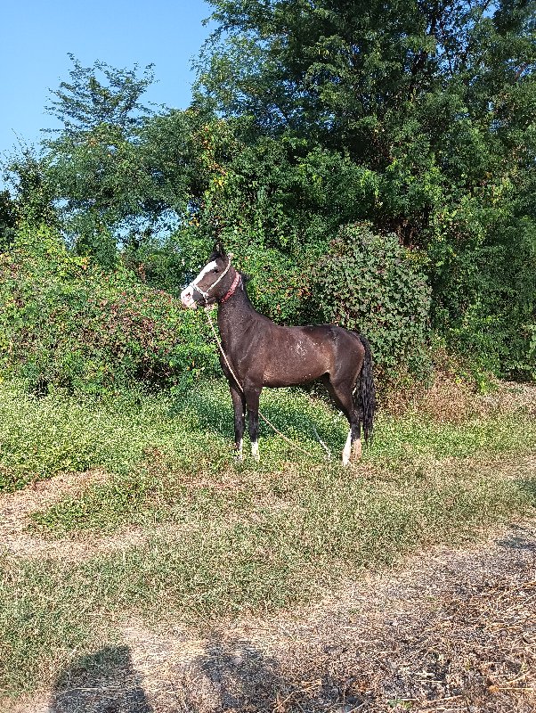 યા વસેરી વેસવાન...