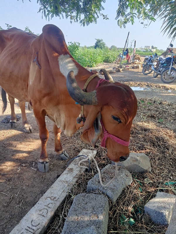 ગાય વેચવાની છે