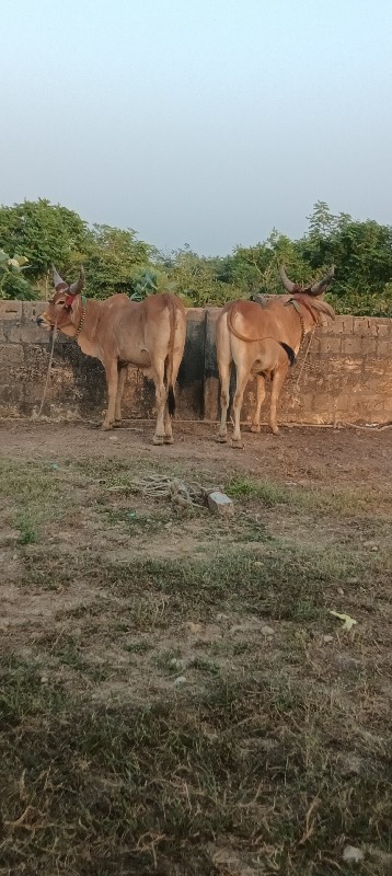 વાછડાં વેચવાના...