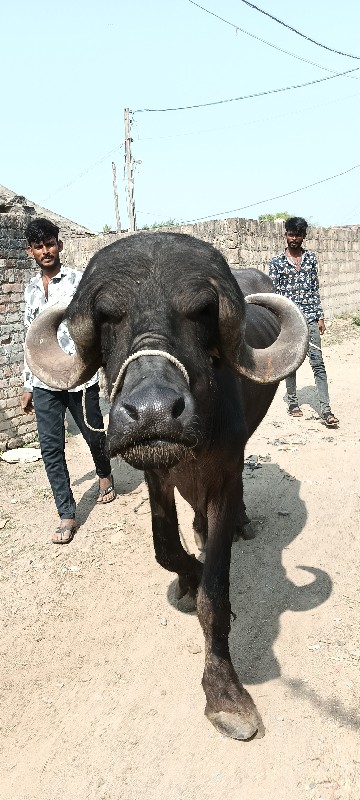 આપ ભેંસ વેચવાની...