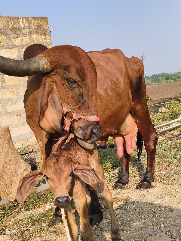 ગીર ગાય વેચવાની...