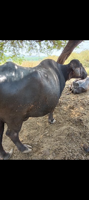 ભેંસ વેચવાની છે