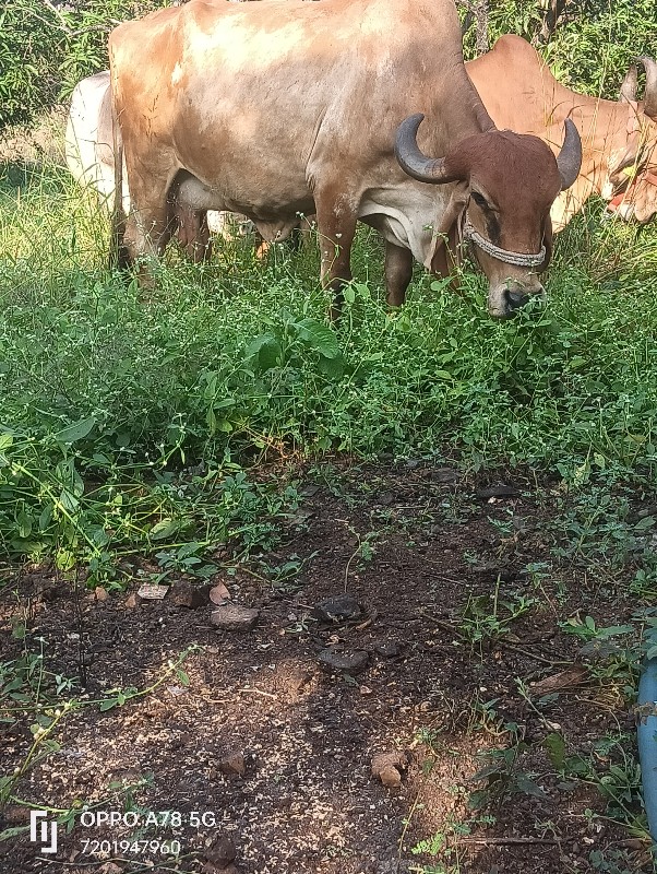 ગાય વેચવાની છે