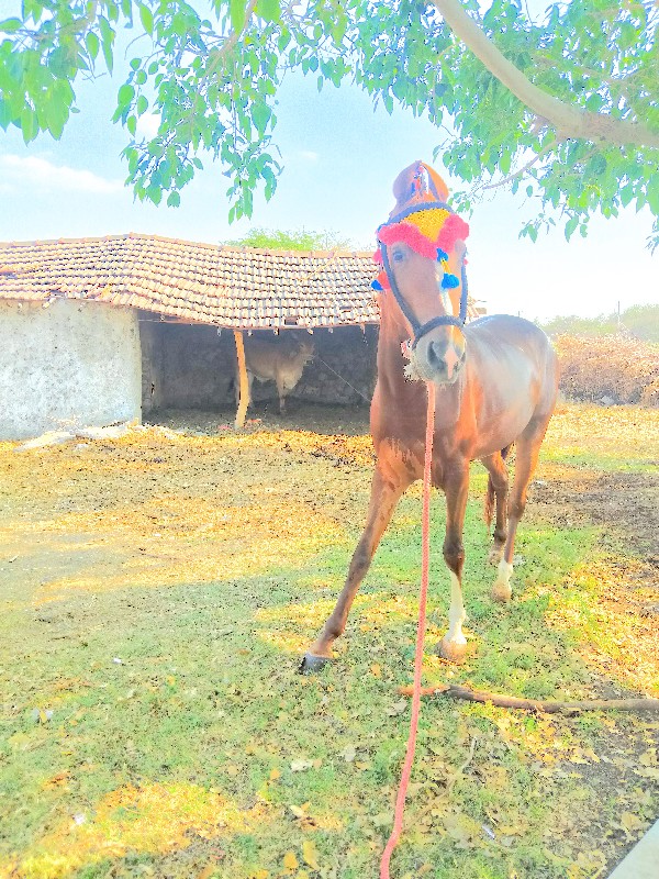 સાટા કરવાના છે