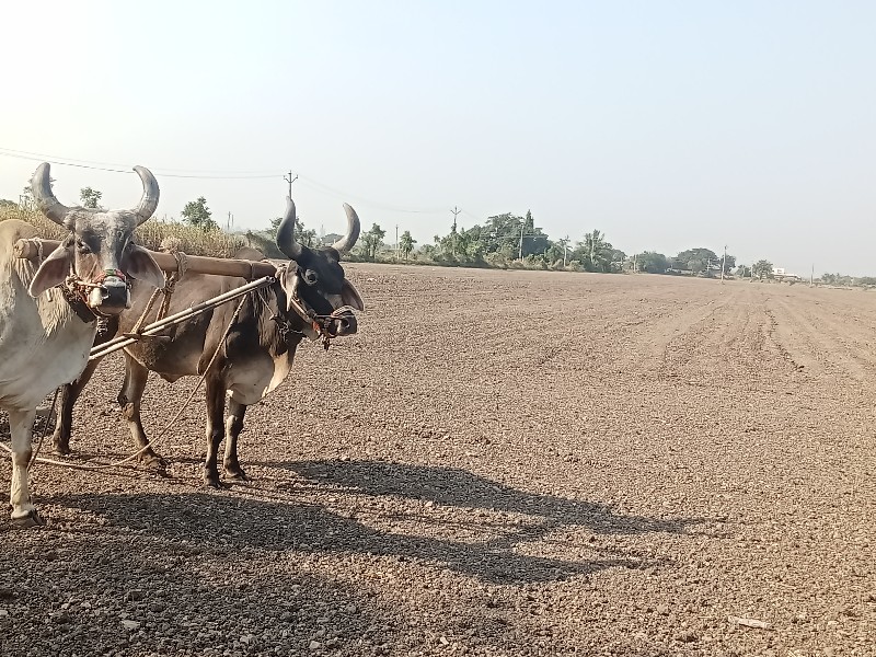 બરધ વેચવાના છે