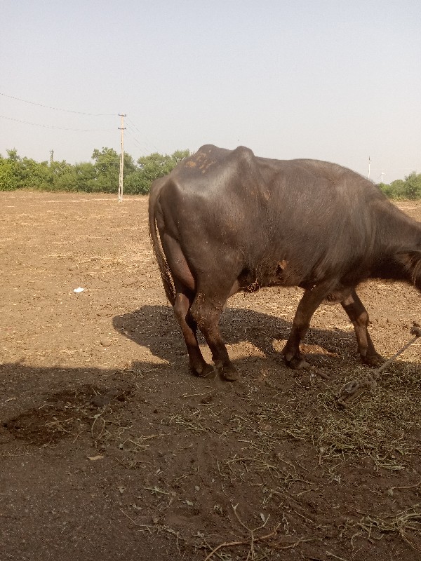 આ ભેશ વેચવાનીછે