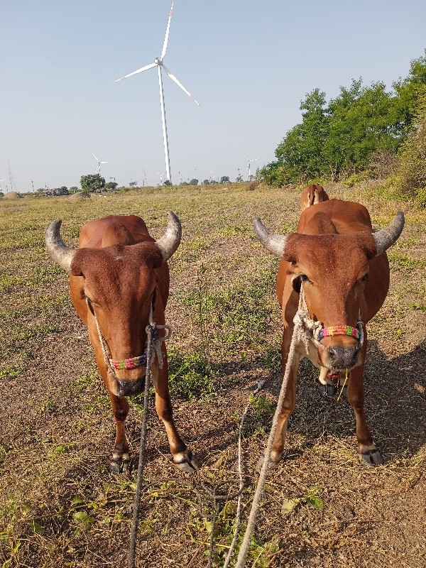 ગોરીયા ગોઢલા 1વ...